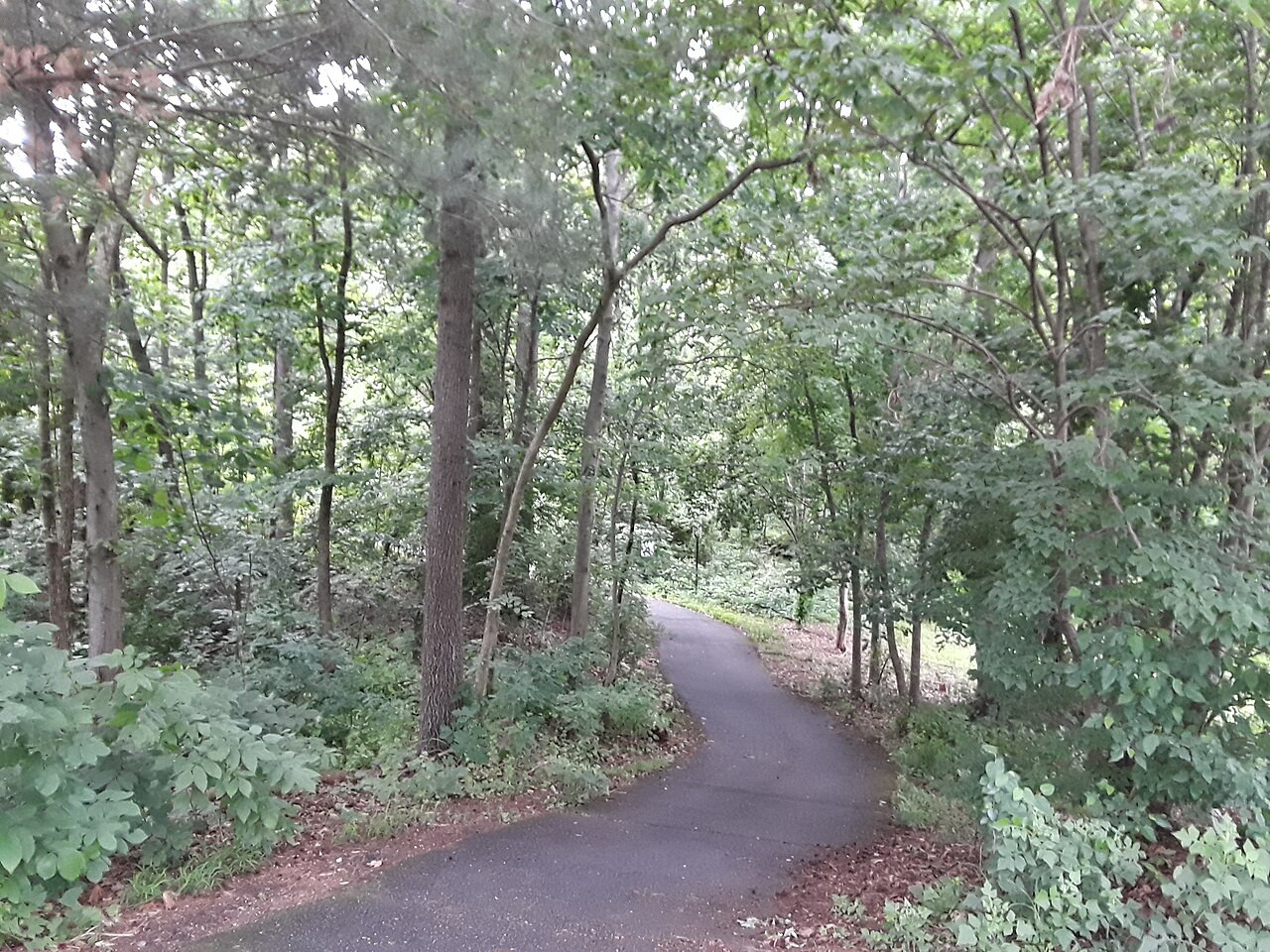 Wooded walking path in Cub Run Stream Valley Park in Centreville Virginia