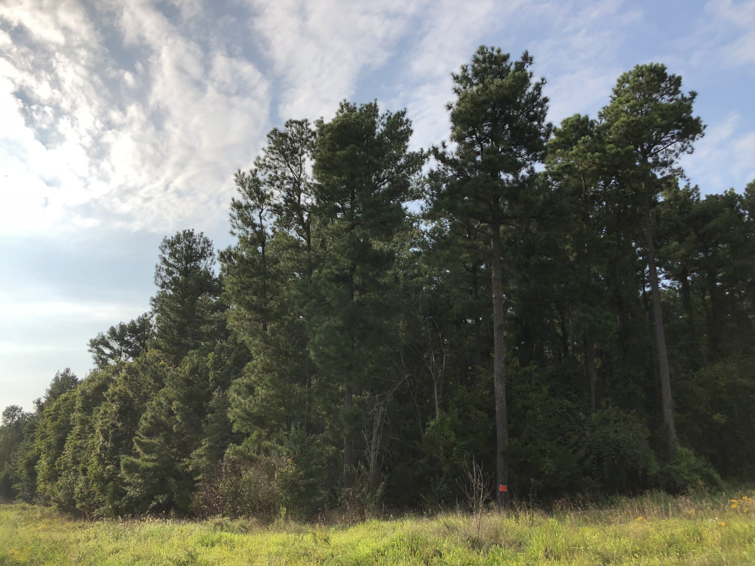Pine forest near the edge of Sully Historic Site in Chantilly, Virginia
